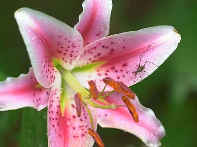 ユリの花とアシグロツユムシの幼虫