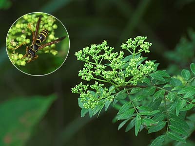 イヌザンショウの花