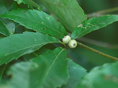 コナラの小さな実