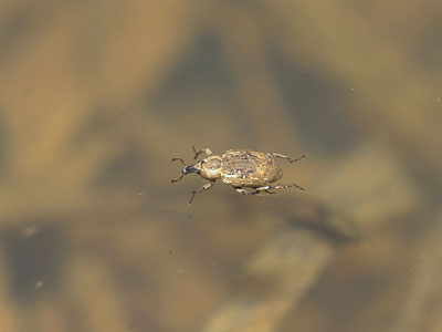 イネミズゾウムシ