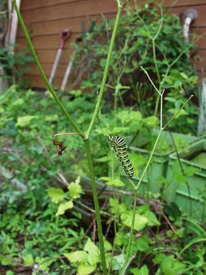 キアゲハの幼虫