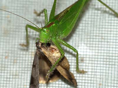 ガを食べるヤブキリ