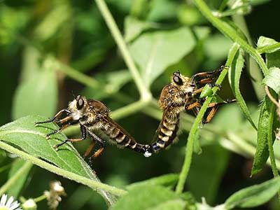 シオヤアブの交尾