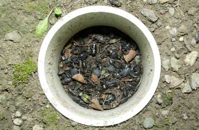 落とし穴に落ちて死んだ虫