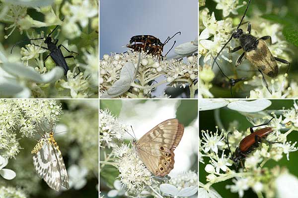 ノリウツギに来た虫