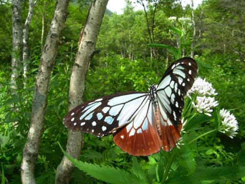 アサギマダラ