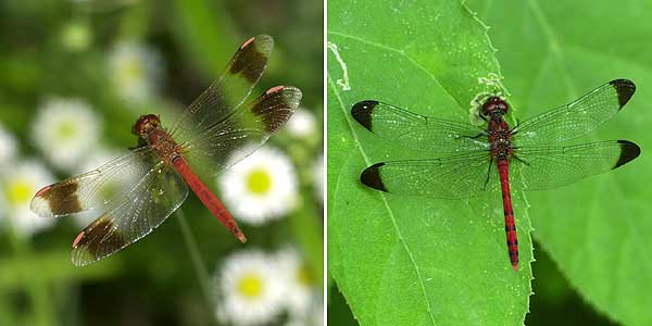 ミヤマアカネとコノシメトンボ