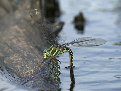 ルリボシヤンマの産卵