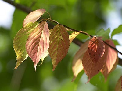 紅く色づいたサクラの葉