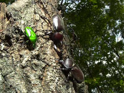 カブトムシの喧嘩