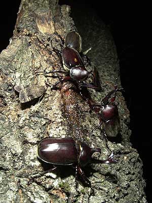 夜のカブトムシ