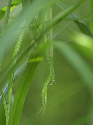 オオカマキリの成虫