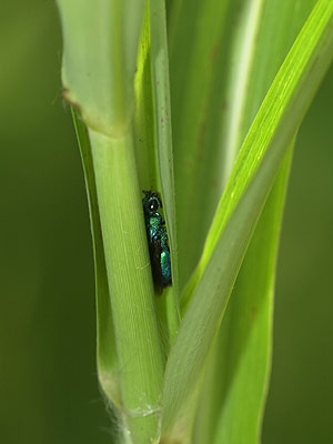 草で休むセイボウ