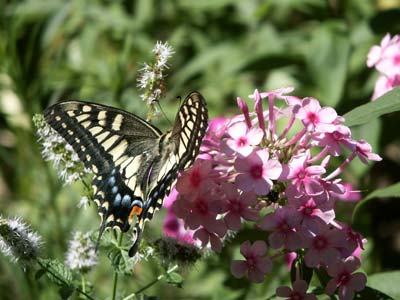 オイランソウに来たキアゲハ