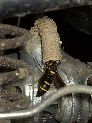 オオカバフスジドロバチ