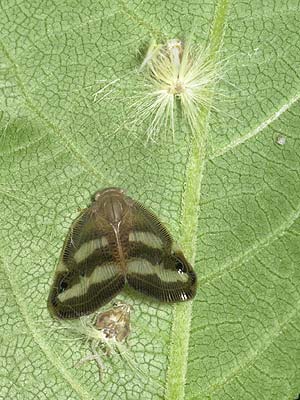 ベッコウハゴロモ