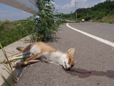キツネの交通事故