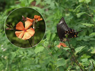 フシグロセンノウに来たカラスアゲハ