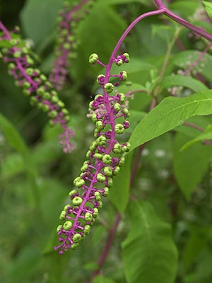 ヨウシュヤマゴボウ