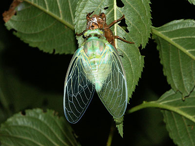 都心のミンミンゼミ