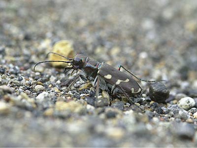 コニワハンミョウ