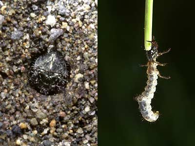 コニワハンミョウの幼虫