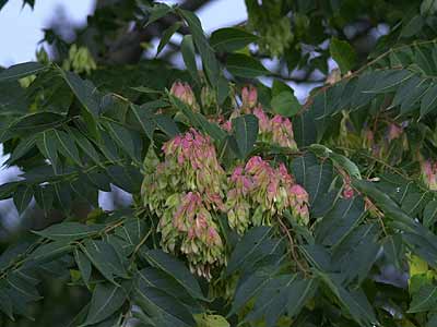 ニワウルシの実