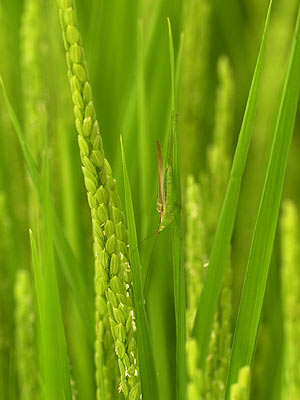 ウスイロササキリ