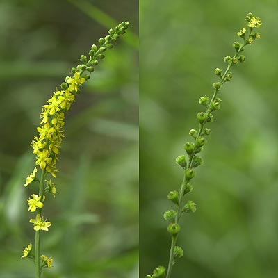 キンミズヒキの花
