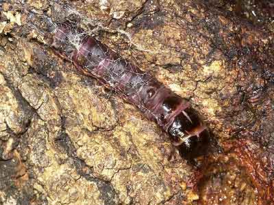 ボクトウガの幼虫