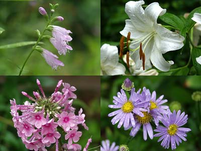 雨に濡れる庭の花