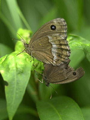 ジャノメチョウの交尾