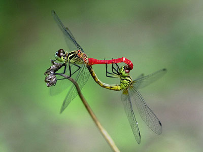 マイコアカネの交尾