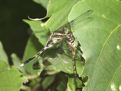 ノシメトンボを食べるシオカラトンボ
