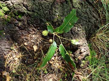 ハイイロチョッキリ