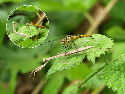 びっくり！カマキリにとまったトンボ