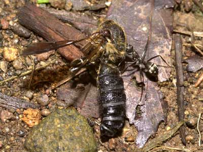 アリは何倍の重さのものを引けるか