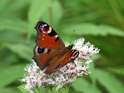 羽化したてのクジャクチョウ