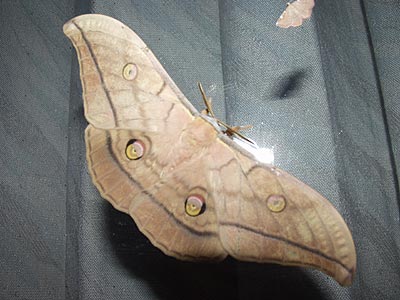 灯りに来たヤママユ