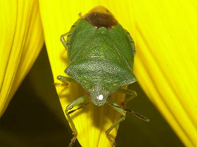 カメムシに産みつけられた寄生バエの卵