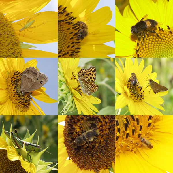 ヒマワリに来る虫