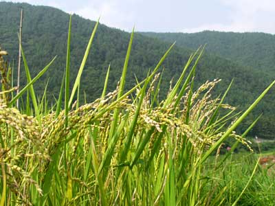 実りはじめた稲