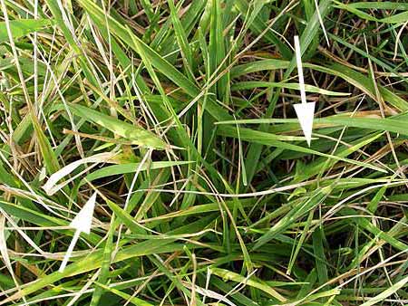 ショウリョウバッタ