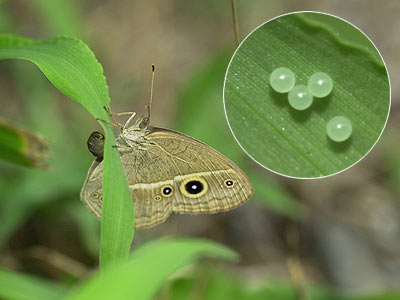 ヒメジャノメの産卵
