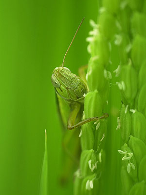 イナゴ