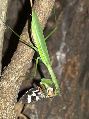 樹液にやってきたオオカマキリ