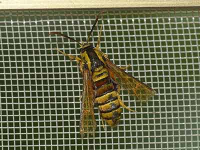 ハチそっくりなスカシバ