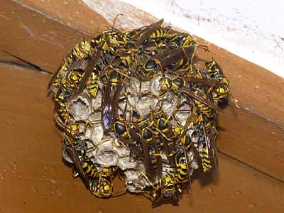 キアシナガバチの巣