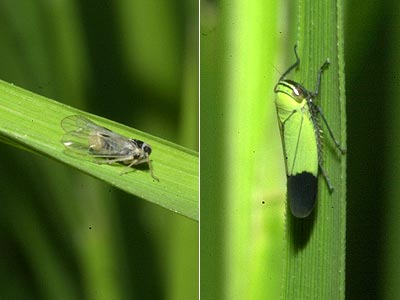 ツマグロヨコバイ