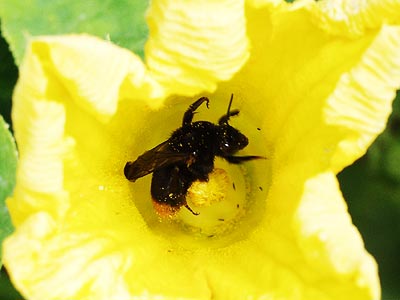 コマルハナバチ